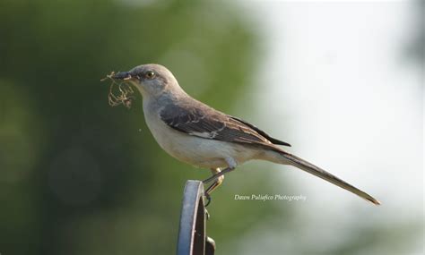 Things with Wings: Texas State Bird