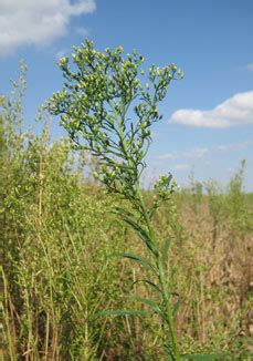 Post-Emergence Herbicide Options for Glyphosate-Resistant Marestail in Corn and Soybean ...