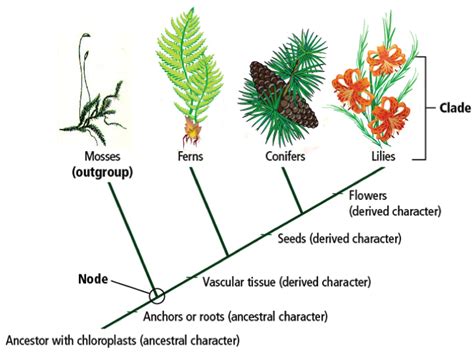 plants_cladogram | The A Level Biologist - Your Hub