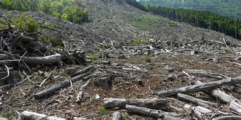 Deforestation in Canada: Its Effects, Causes and Possible Actions in 2022 - Unite for Change