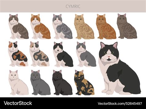 Cymric cat clipart all coat colors set Royalty Free Vector