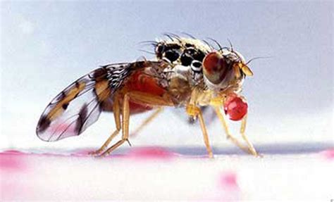 Mediterranean fruit fly - Ceratitis capitata (Wiedemann)