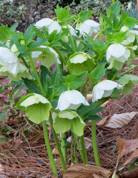 Creamy Lenten Rose in my garden - Helleborus Orientalis