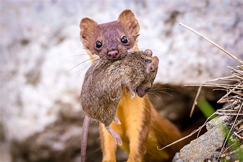 The long-tailed weasel in Kentucky - Trappers Report