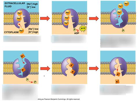 Sodium Potassium Pump Diagram | Quizlet