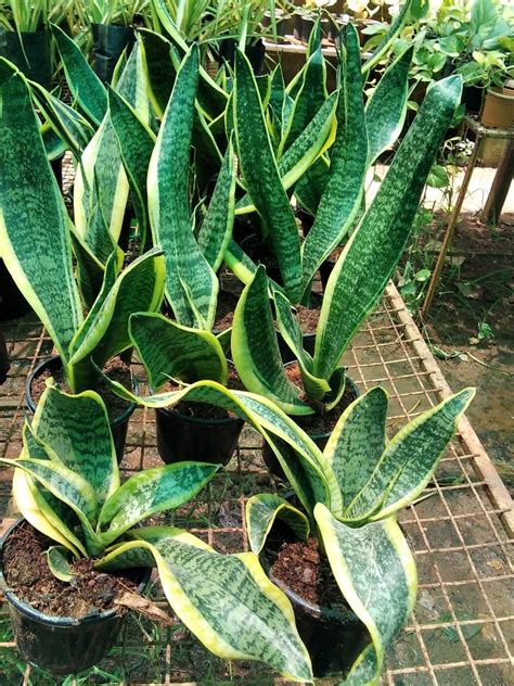 Indoor Snake Plant at Rs 100/piece in Chennai | ID: 26732784491