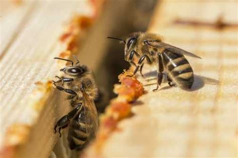 What Is Bee Propolis, How Do Bees Make It And What Is it Used For?