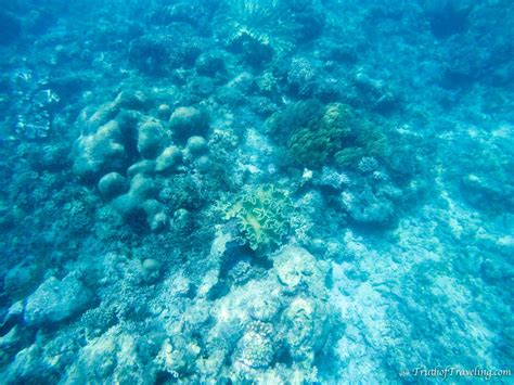 Everything You Need to Know About Snorkeling the Great Barrier Reef ...