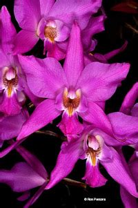 Mexican Laelia Species