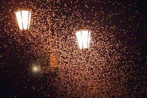 Why Are Bugs Attracted to Light? | Interesting Facts