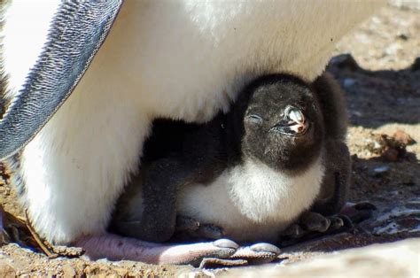 Baby Penguin: 9 Facts and 9 Pictures - IMP WORLD