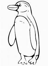Printable Coloring Pages Penguins sketch template
