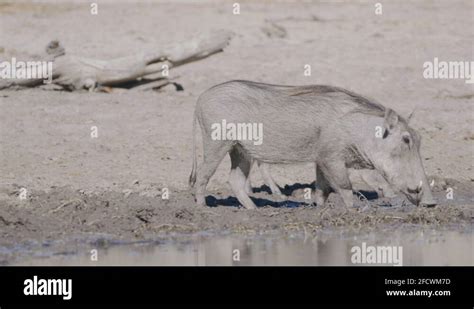 Wart hog tusks Stock Videos & Footage - HD and 4K Video Clips - Alamy