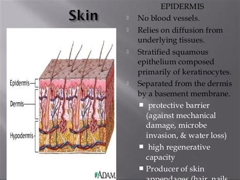 Skin graft , split skin grafting, STG , SSG , split thickness graft