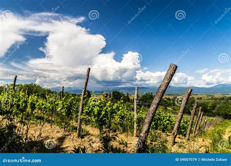 Grapevine Field in the Italian Countryside Stock Image - Image of friuli, grass: 59007079