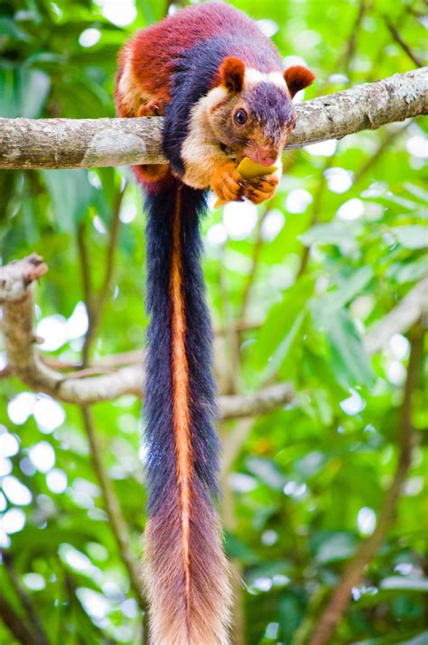 The Indian giant squirrel, or Malabar giant squirrel, (Ratufa indica) is a large tree squirrel ...