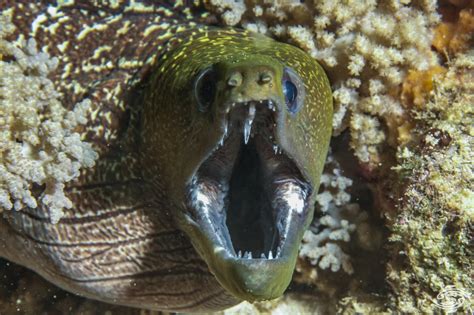 Undulated Moray Eel-Facts Video and Photographs