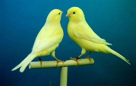 How to breed canaries - BirdsKeeper