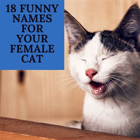 18 Funny, Female Cat Names Inspired by Movies - PetHelpful