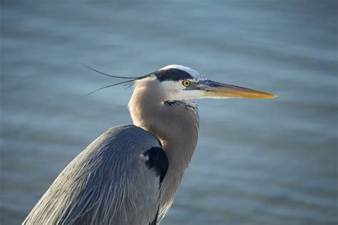 Texas Herons & Egrets: How to Tell Them Apart (with photos) | BirdingLocations