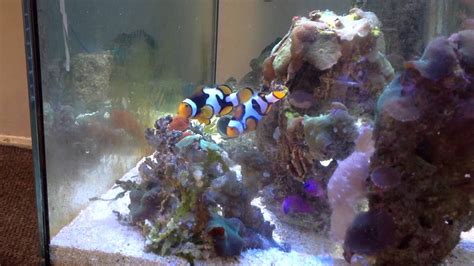 Picasso Clowns and Orchid Dottyback breeding pairs - YouTube