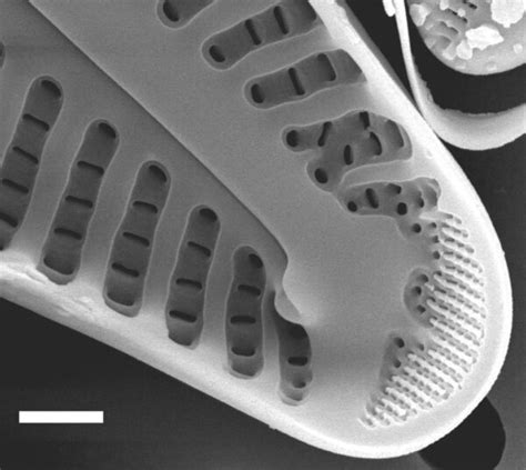 Cymbella fontinalis | Species - Diatoms of North America