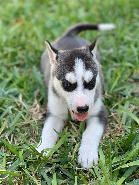 Alaskan Husky Puppies For Sale | Mission, TX #317306