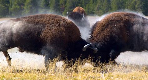 Bison – the largest animal of North America | DinoAnimals.com