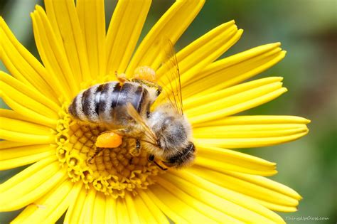 Pollen Baskets - Macro Photography by Things up Close | Macro photography, Bee, Basket