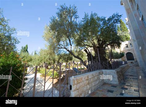 Old olive trees in the garden of Gethsemane on the mount of olives in Jerusalem. The garden of ...