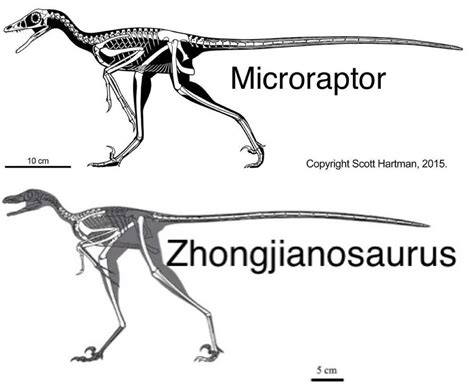 My best attempt at a size comparison between a Utahraptor skull ...