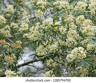 New South Wales Christmas Bush Ceratopetalum Stock Photo 1285794700 ...