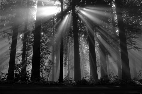 2048x1365 / photography nature black forest sun rays dark plants trees wallpaper ...