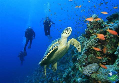 Cano Island Costa Rica - One of Costa Rica's best diving spots!