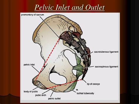 PPT - Bony Pelvic Wall and Pelvic Cavity PowerPoint Presentation - ID:2267172