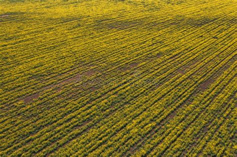 Aerial View of Canola Rapeseed Field in Poor Condition Stock Image ...