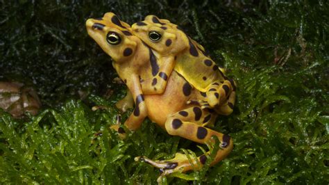 Species Spotlight: Will the Panamanian Golden Frog Survive? • The Revelator