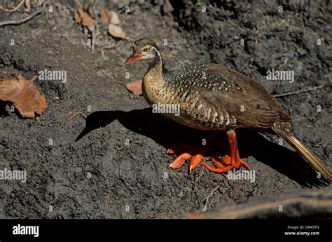 African Finfoot (Podica senegalensis), showing feet, Sabi Sabi Game Reserve, Greater Kruger ...