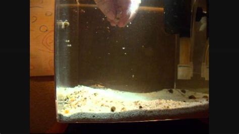 Snail Eggs In Aquarium How Long To Hatch - Aquarium Views