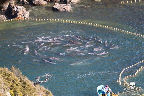 Photos: Japanese fishermen slaughter 41 dolphins, capture 52 in 'The Cove'