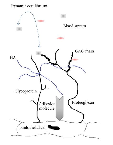 Structure of glycocalyx: the backbone molecules, glycoproteins and ...