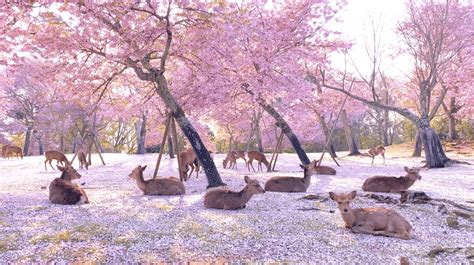 Deer Were Spotted Lounging Under Cherry Blossom Trees In Japan’s Nara Park, And It’s Utterly Magical