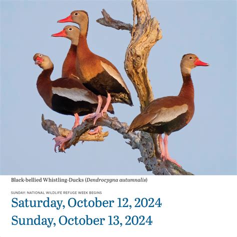 Audubon Birds Page-A-Day Calendar 2024 - Workman Publishing