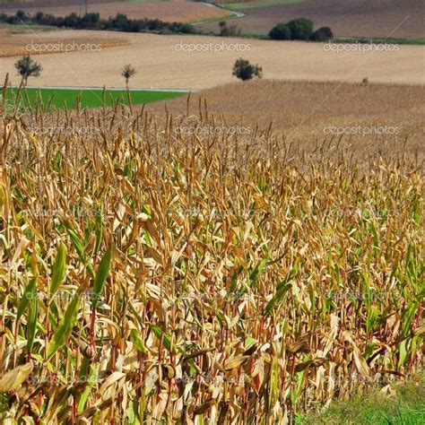 corn field in fall — Stock Photo © Kassandra2 #34103877