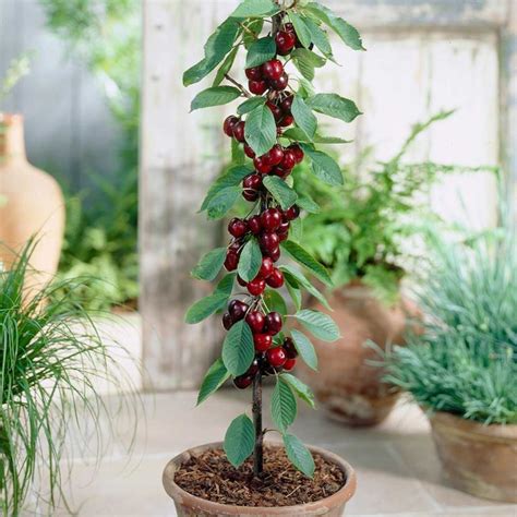 Cherry live plant (cherry ka paudha) - Bonsai Plants Nursery