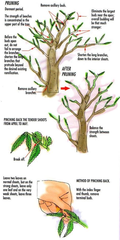 Pin on plant experiments