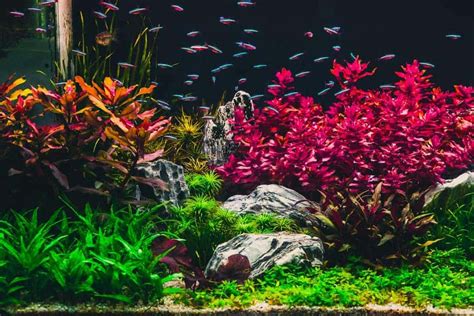 Can Aquarium Plants Kill Fish | The Risks and Prevention – Aquarium Genius