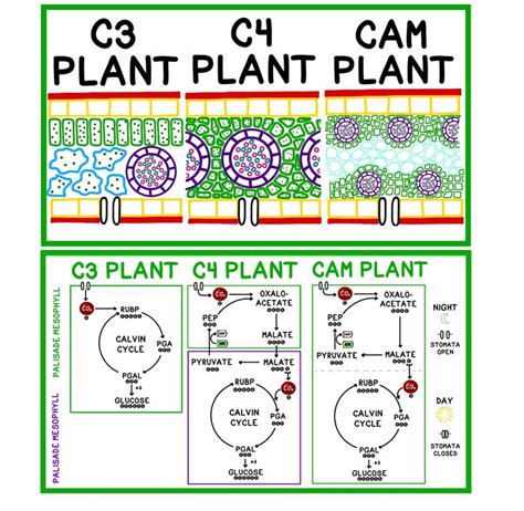 C3 C4 and CAM plants all have anatomy that helps them to perform their ...