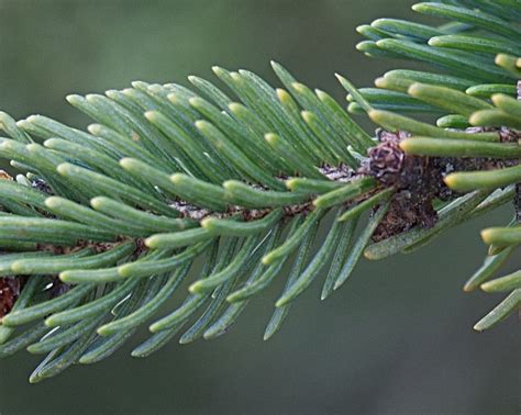 Spruce vs. Fir - 2 Tricks To Tell Them Apart - Jake's Nature Blog