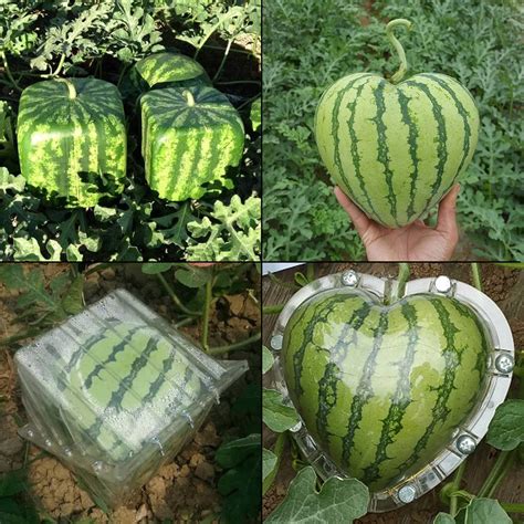 Glanz Thema meine square watermelon box kit mold Große Auswahl Teuer ...